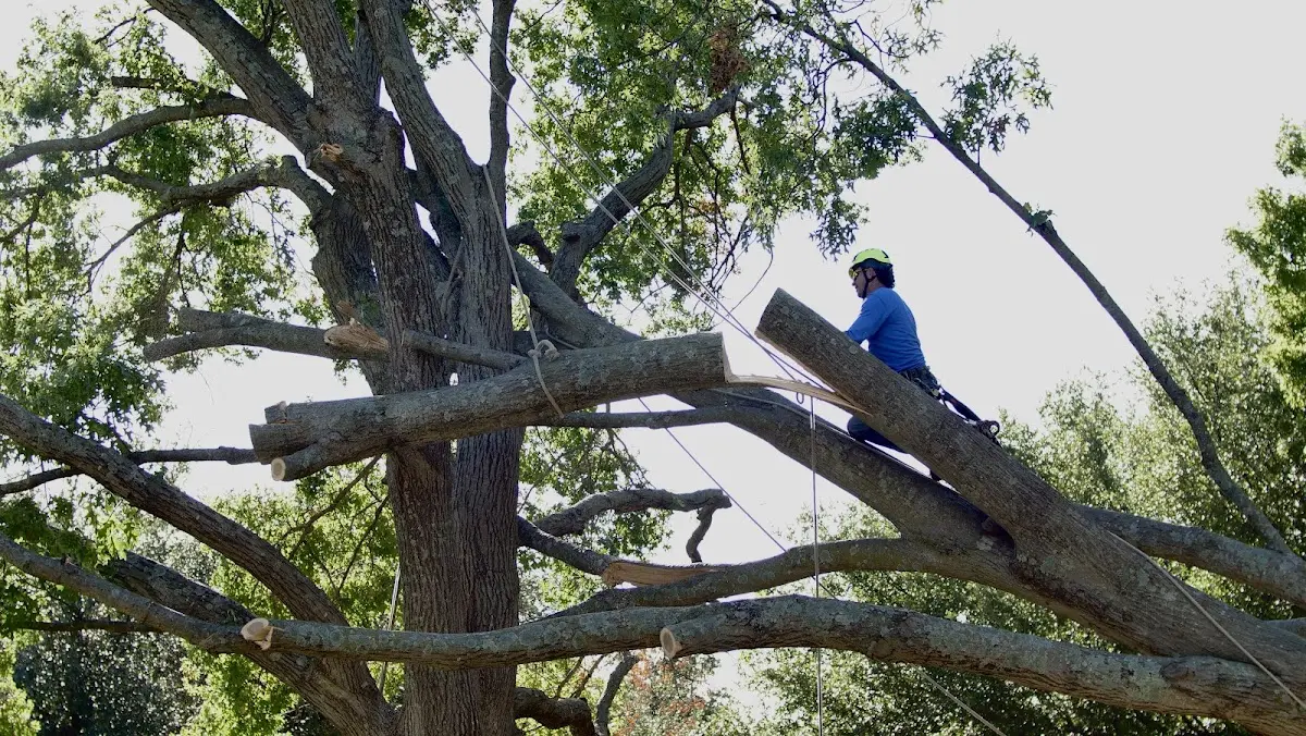 Professional Crown Thinning performed by certified arborists in Chaptico